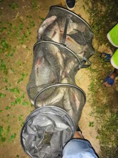 胖头鱼被爆料视频播放在线观看,揭秘背后惊人真相  第1张